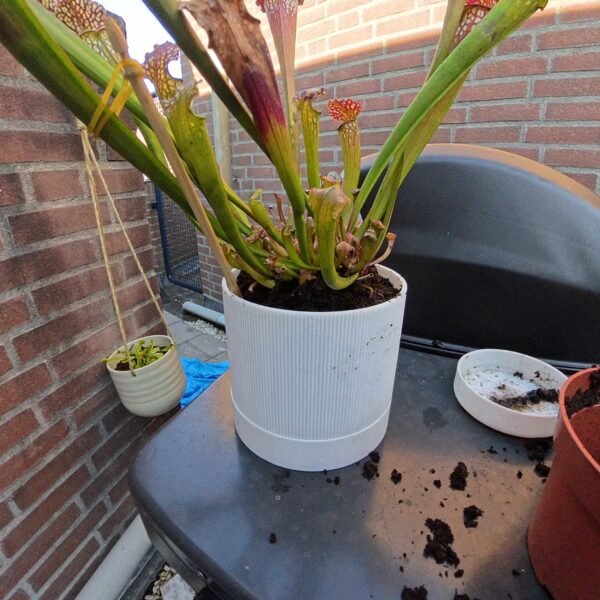 Spot (slimme zelf waterende plantenpot) - Afbeelding 2